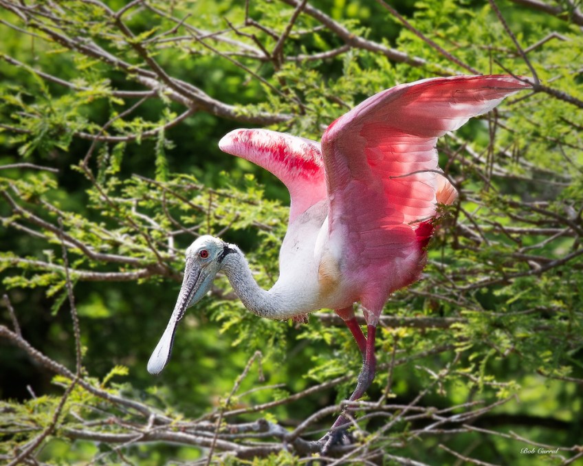 photo of Roseate Spoonbill taken at the Alligator Farm, St Augustine, Florida