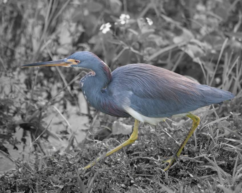 photo of Tricolor Heron taken in Everglades National Park