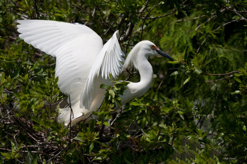 photo of Snowy Egret taken at the Alligator Farm, St Augustine, Florida