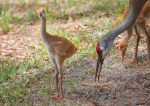 photo of Sandhill Crane and Chicks