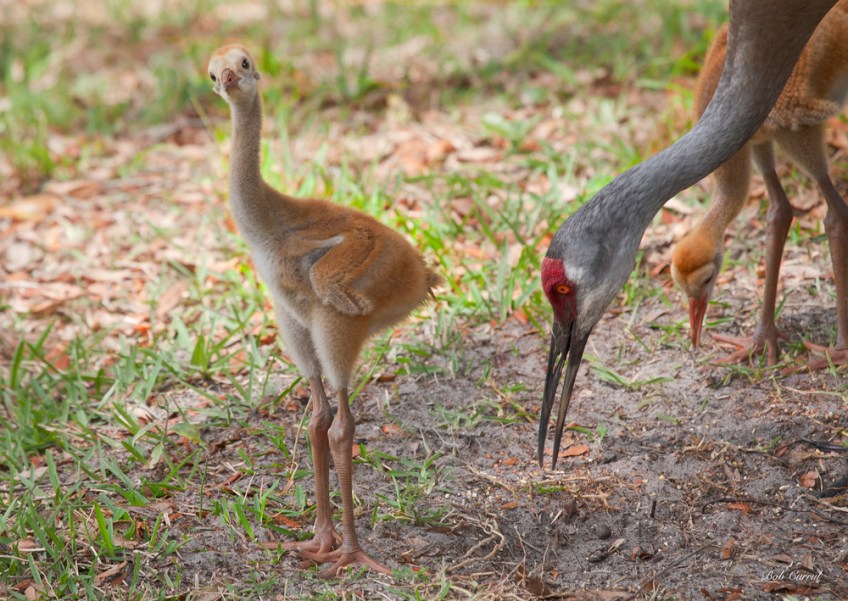 photo of Sandhill Crane and Chicks