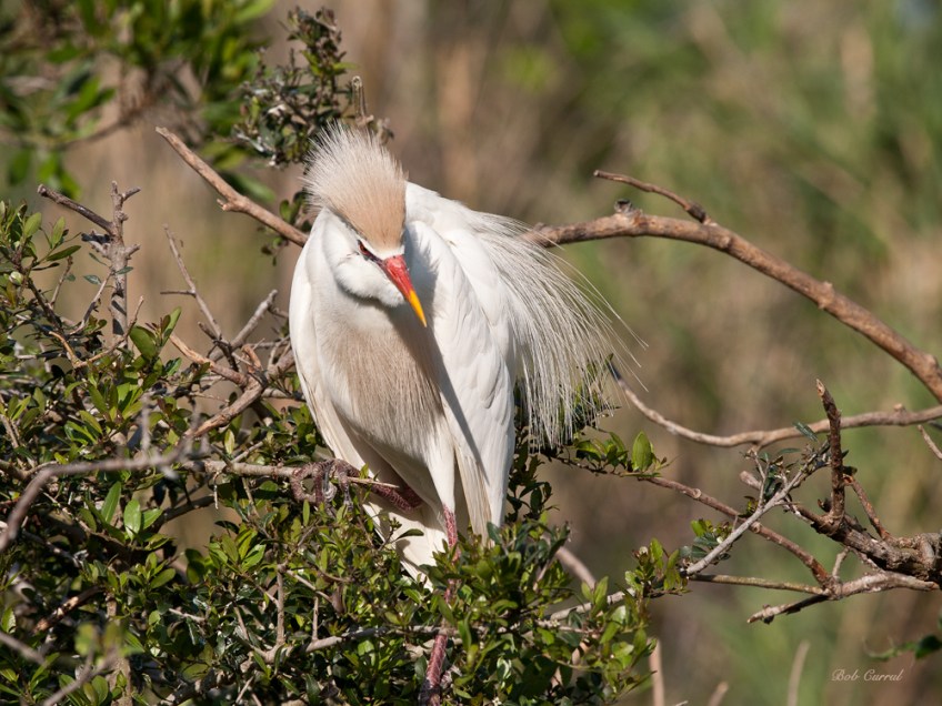 photo of Cattle Egret taken at the Alligator Farm, St Augustine, Florida