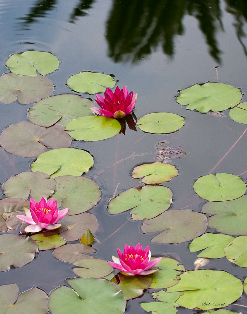 photo of red water lilies