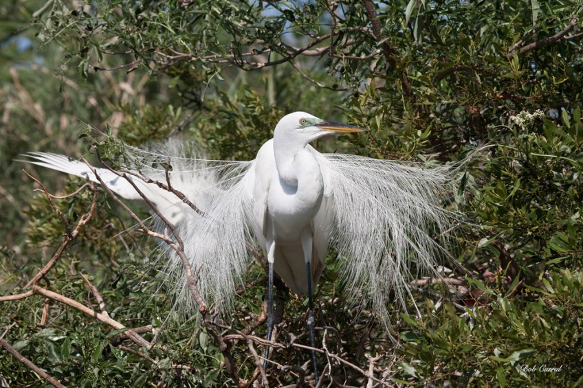 photo of Great Egret taken at the Alligator Farm, St Augustine, Florida