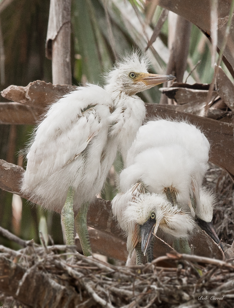 photo of Egret chicks in nest taken at the Alligator farm, St Augustine, Florida
