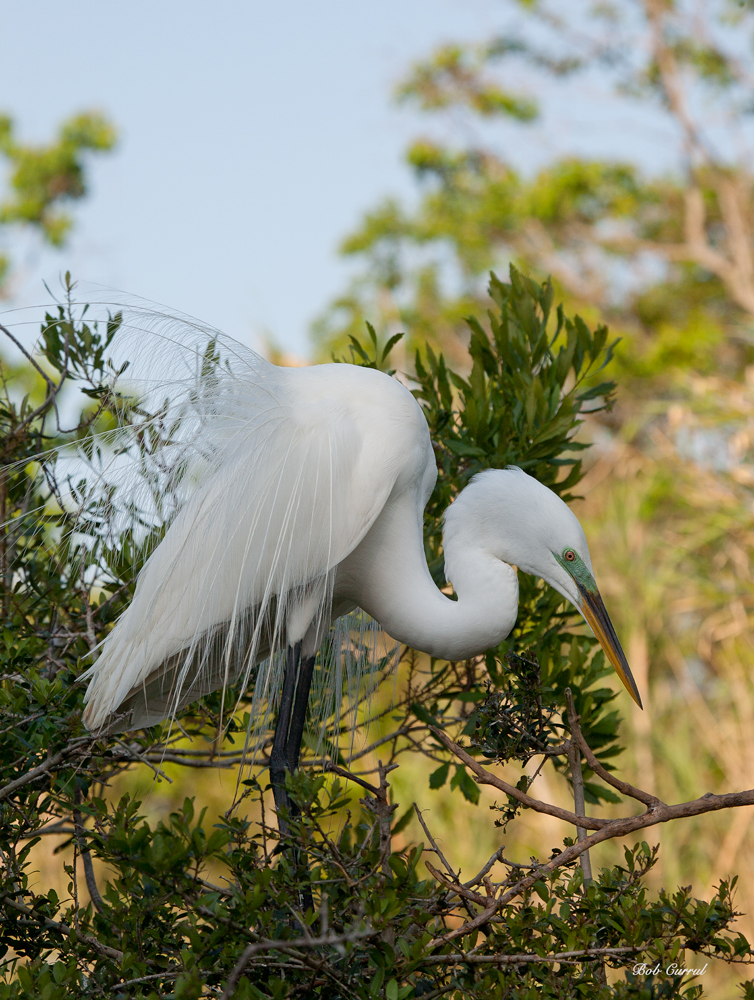 photo of Great Egret taken at the Alligator Farm, St Augustine, Florida