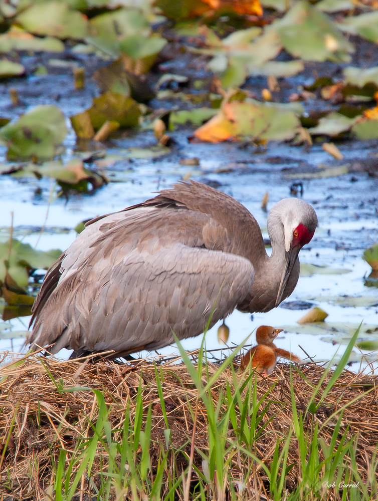 photo of Sandhill Crane and Chick in nest