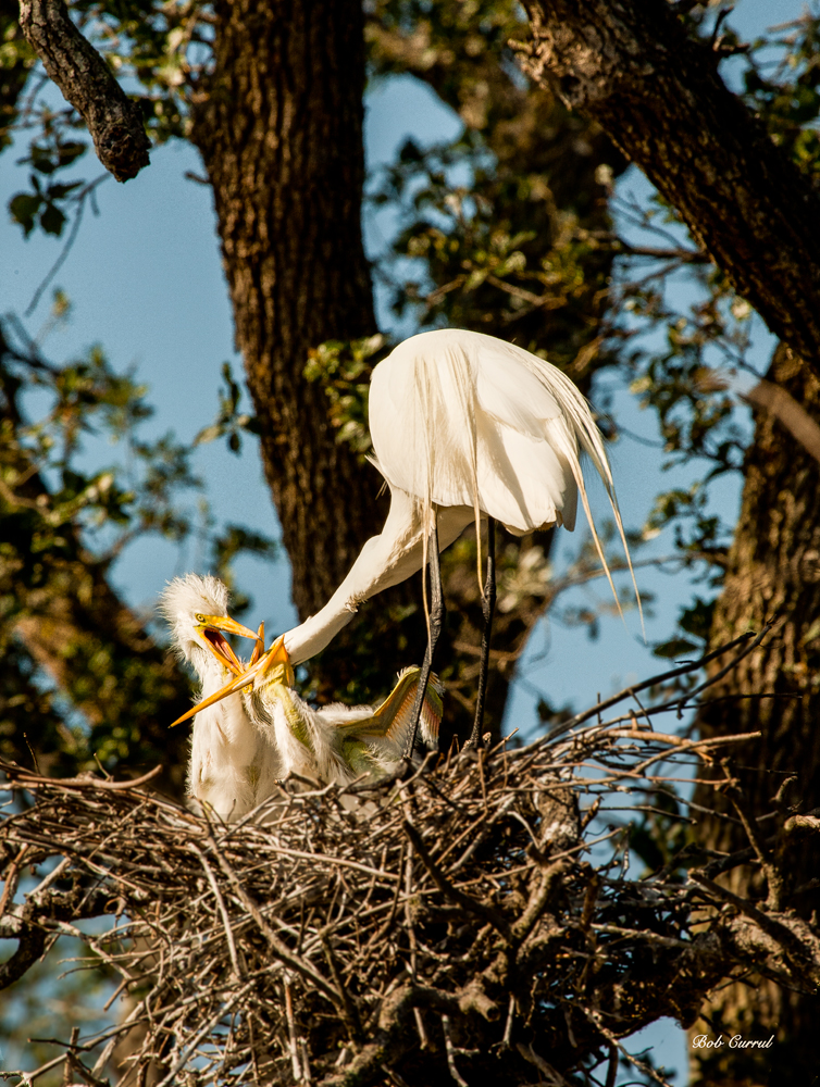 photo of great Egret hicks being fed taken at the Alligator Farm, St Augustine, florida