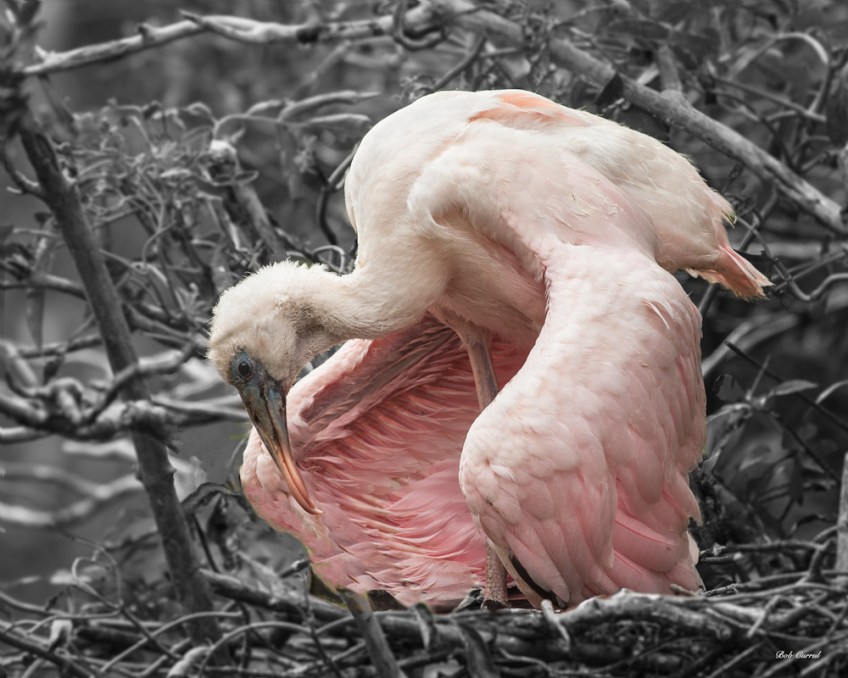 photo of young Roseate Spoonbill still in nest taken at the Alligator Farm, St Augustine, Florida