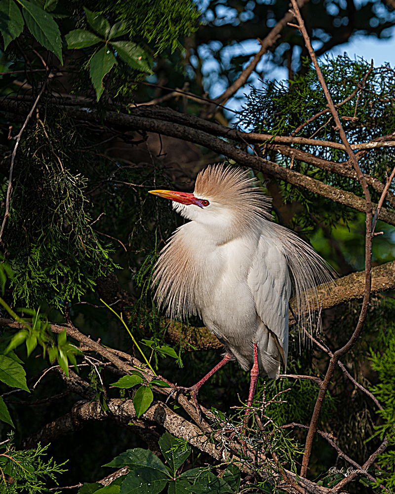 photo of Cattle Egret taken at the Alligator Farm, St Augustine, Florida