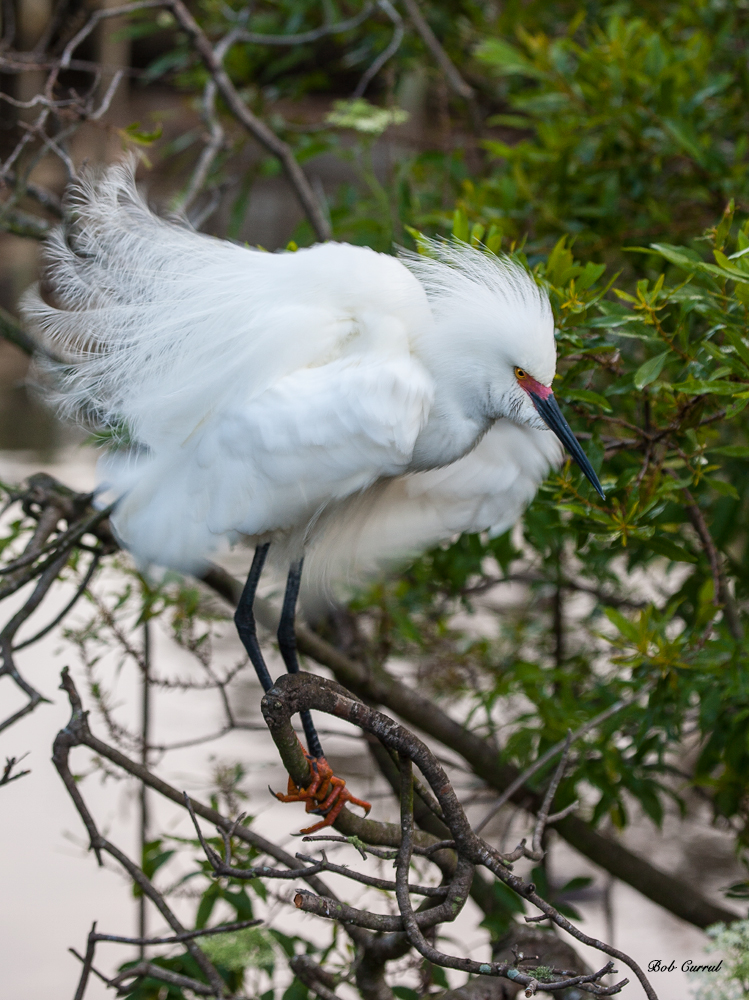 photo of Snowy Egret taken at the Alligator Farm, St Augustine, Florida