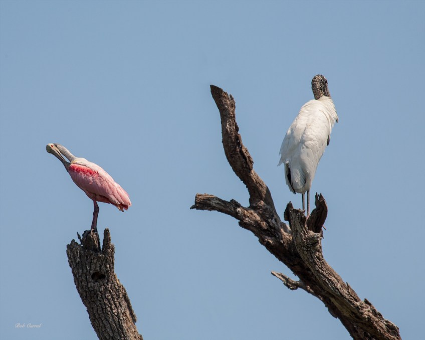 photo of Roseate Spoonbill and Wood Stork in adjoining dead branches taken at the Alligator Farm, St Augustine, Florida