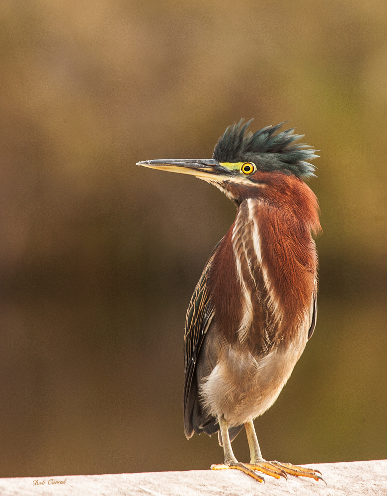 photo of Green heron taken in Everglades National Park