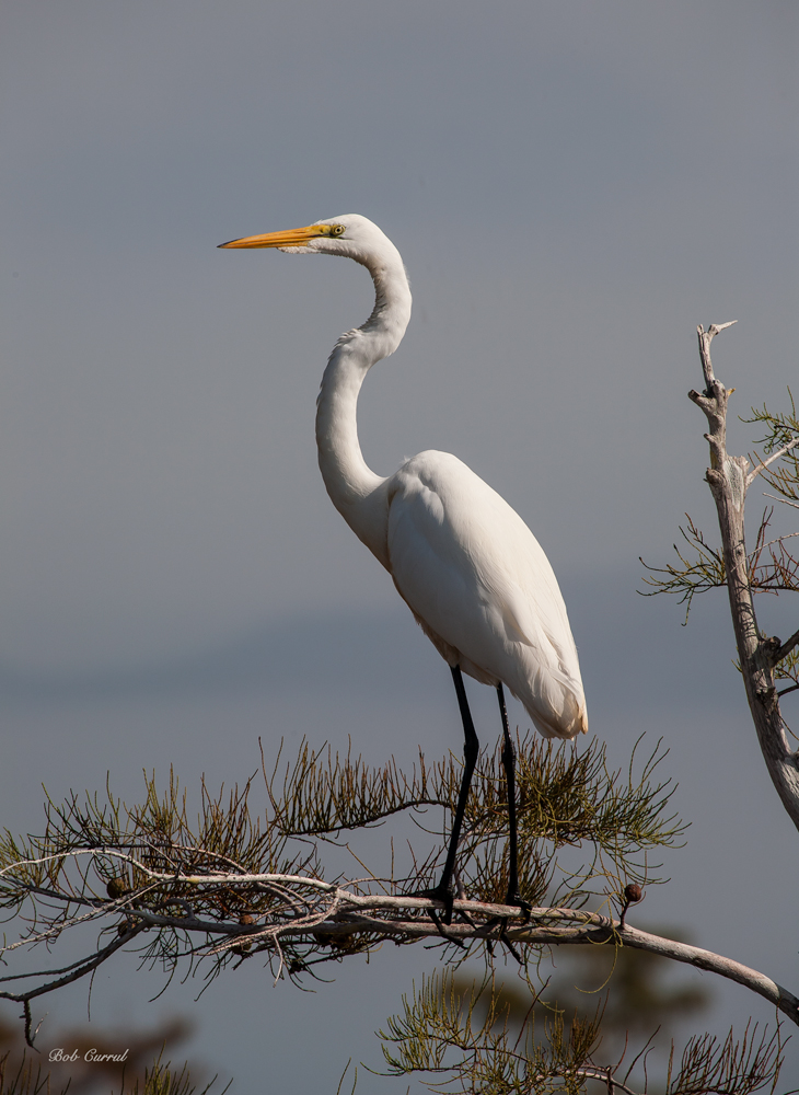 photo of great Egret on Pine branck taken in Everglades National Park