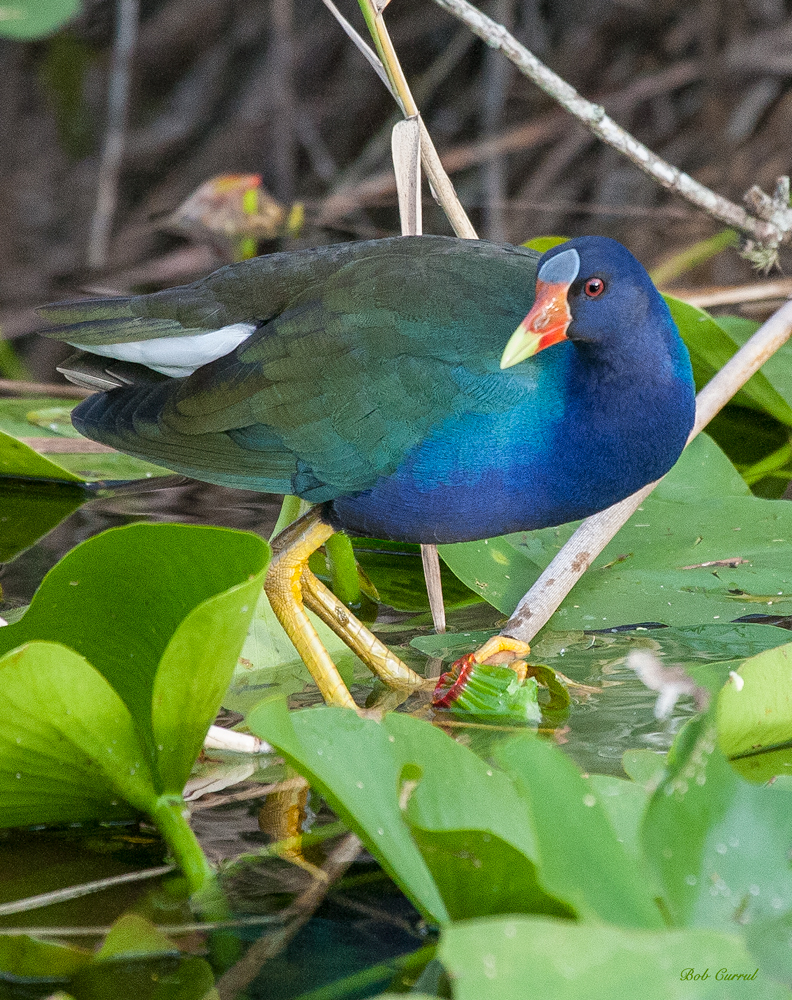 photo of Purple Galinule taken in Everglades National Park