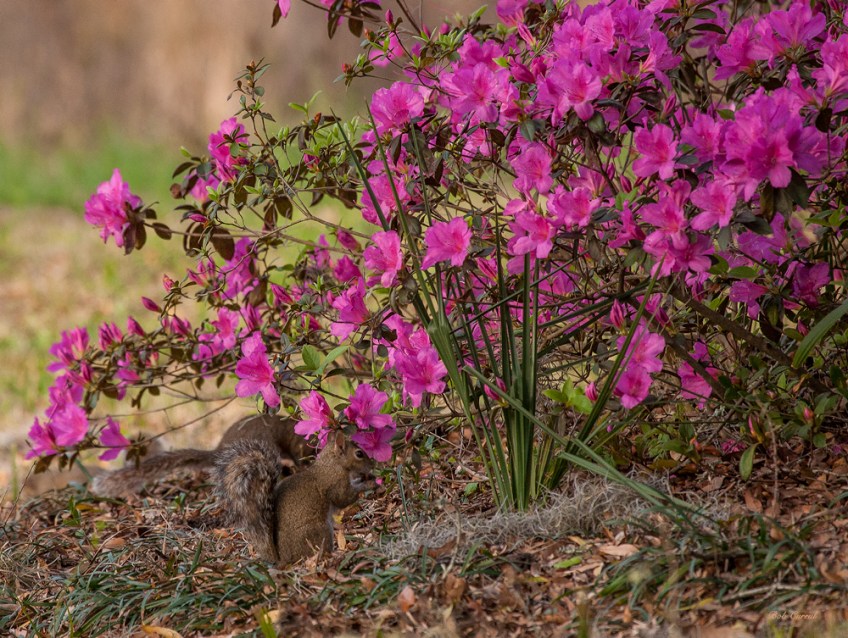photo of Squirrel in Azaleas taken at Lake Como, Florida