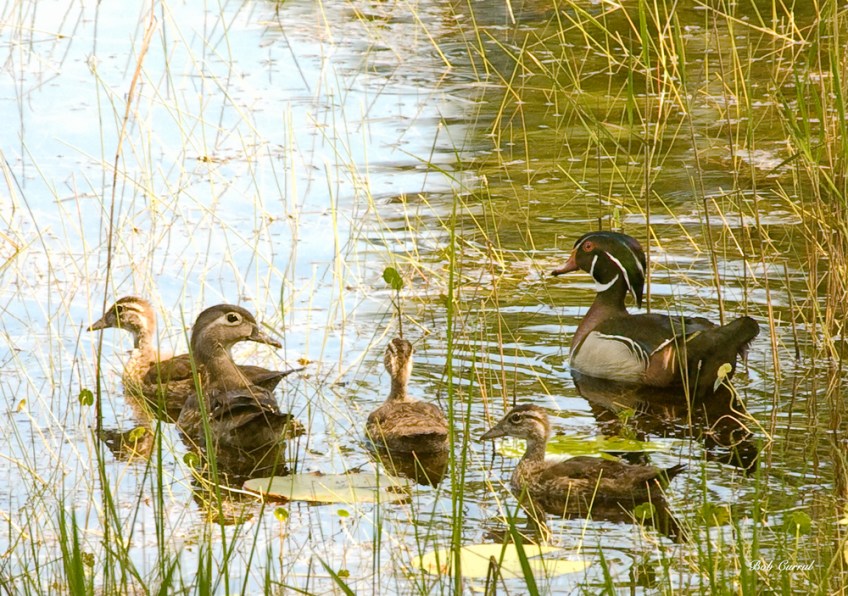 photo of Wood Duck Family taken in Lake Como, FL