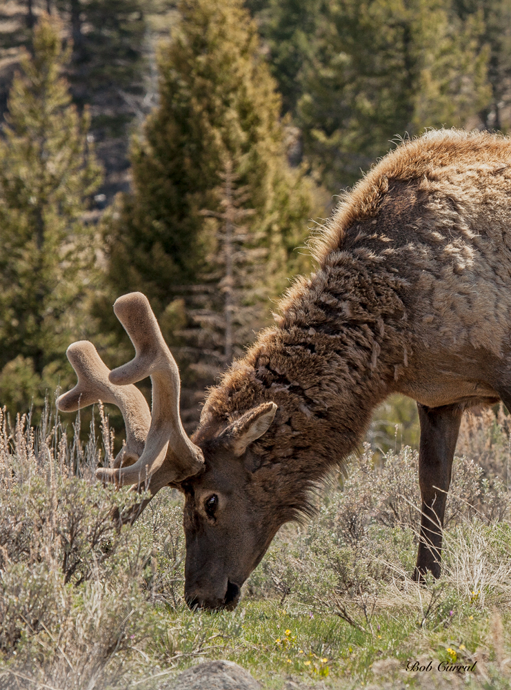 photo of Elk in velvet taken in Yellowstone National Park