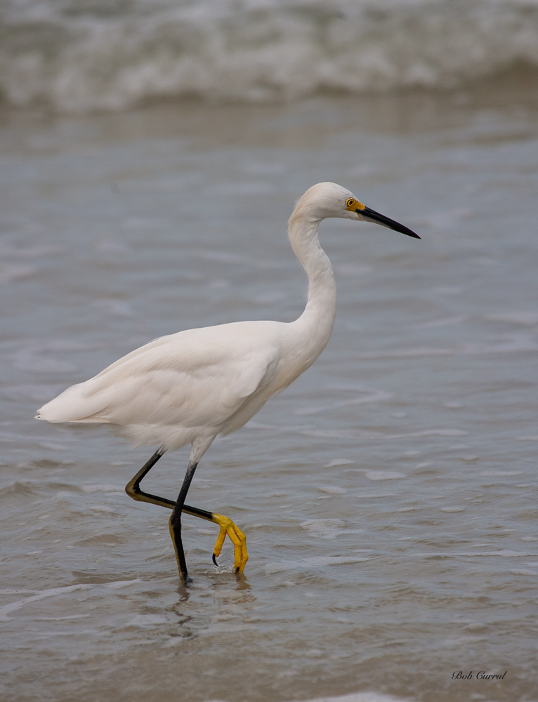 photo of Snowy Egret wading in surf at Daytona Beach, Florida