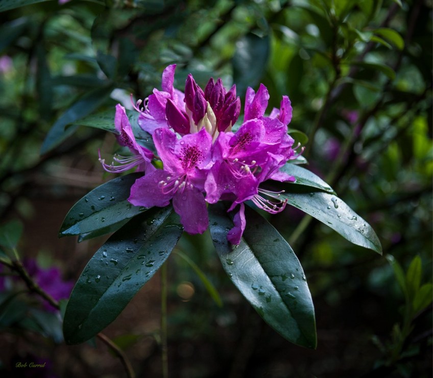 photo of Rhododendron taken in Stevenson, Washington