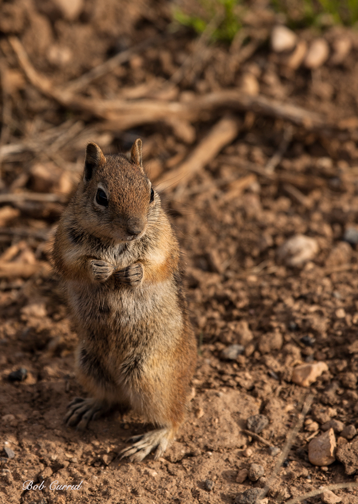 photo of Chipmunk