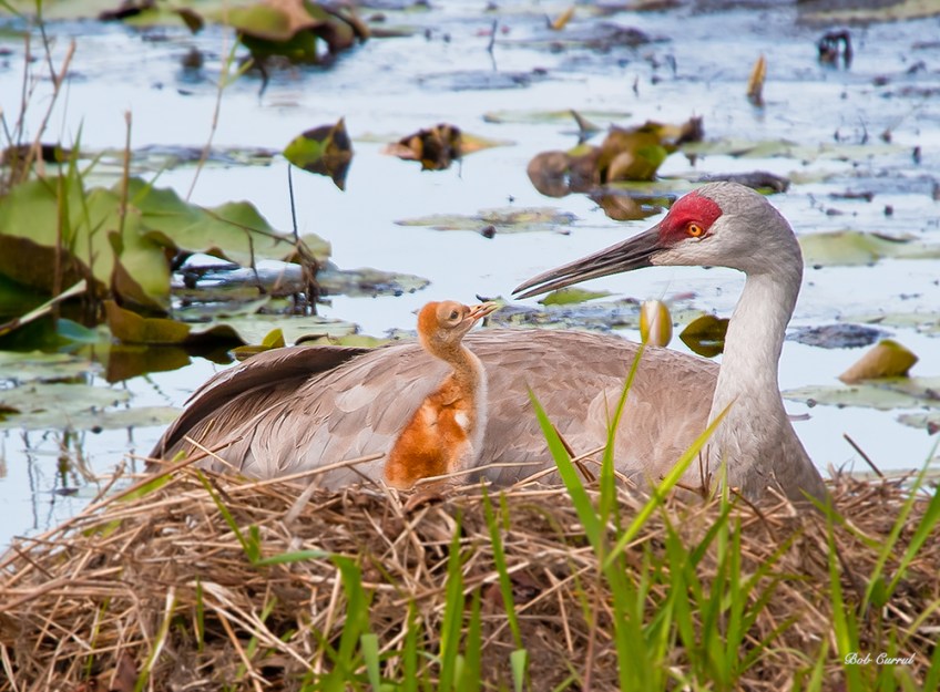photo of Sandhill Crane and Chick in Nest