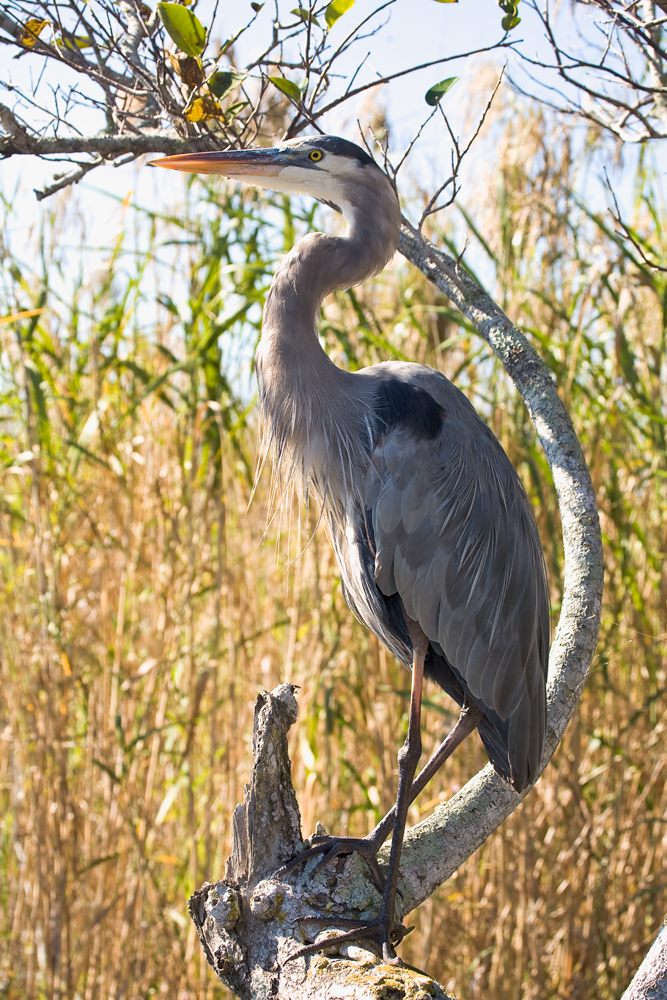 photo of Great Blue Heron taken in Everglades National Park
