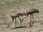 photo of Sandhill Crane and Chick in Nest