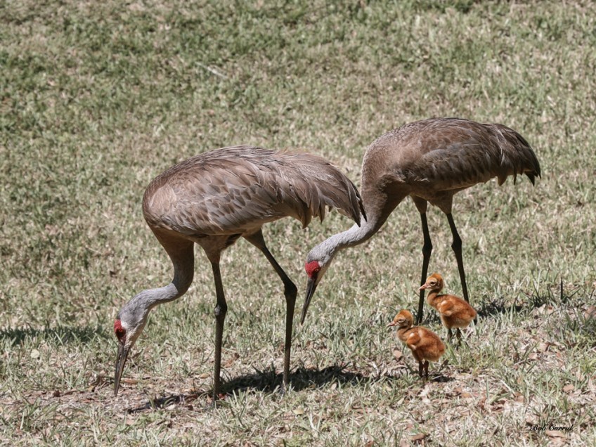 photo of Sandhill Crane and Chick in Nest