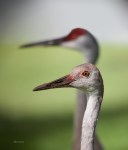 photo of Juvenile Sandhill Crane with Adult in Back #204