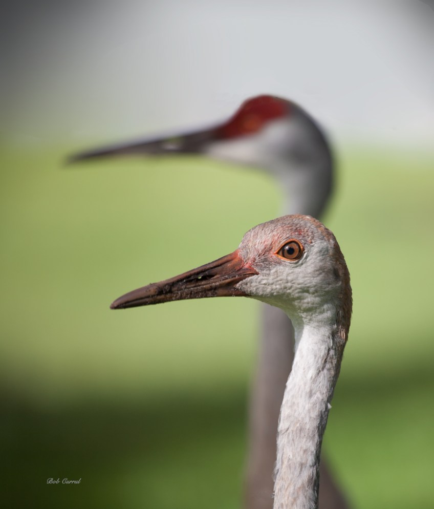 photo of Juvenile Sandhill Crane with Adult in Back #204