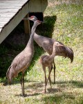 photo of Sandhill Cranes Adults with a juvenile