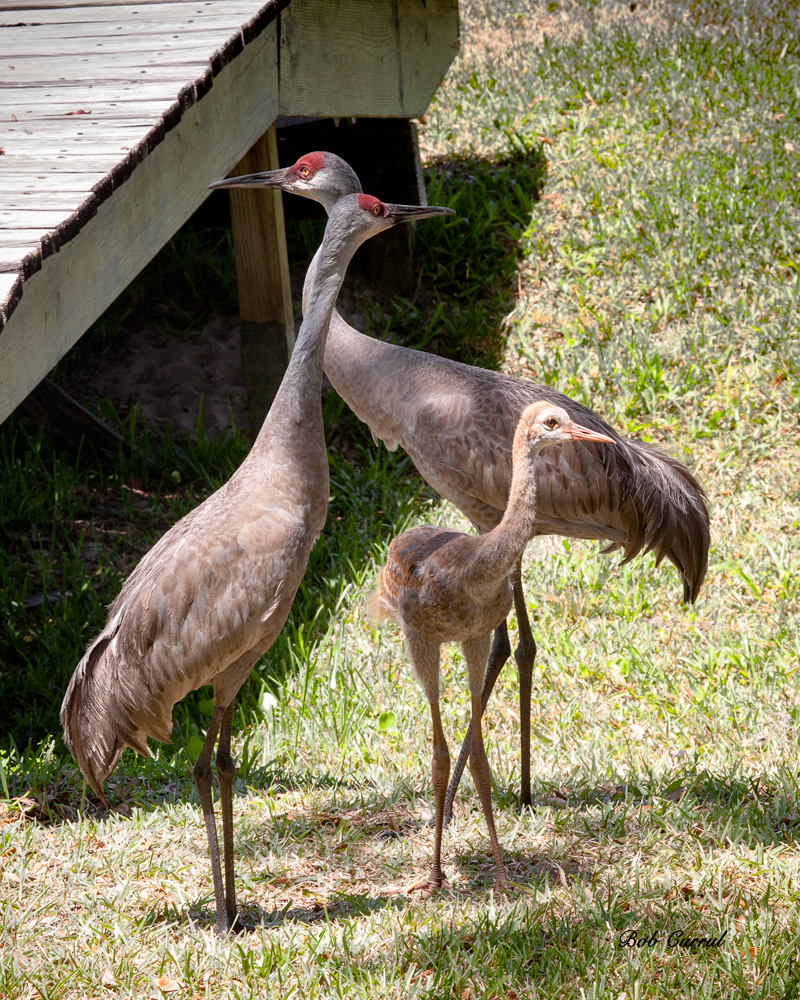 photo of Sandhill Cranes Adults with a juvenile