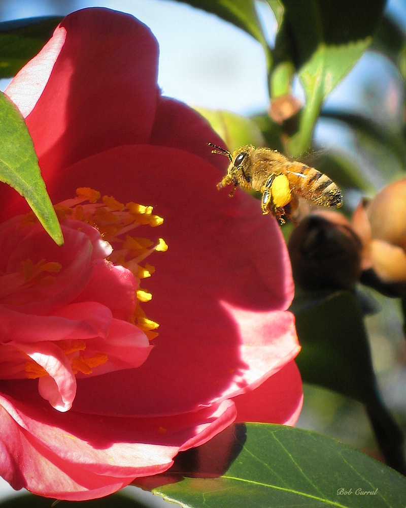 photo of bee in Camelia taken in Lake Como, Florida