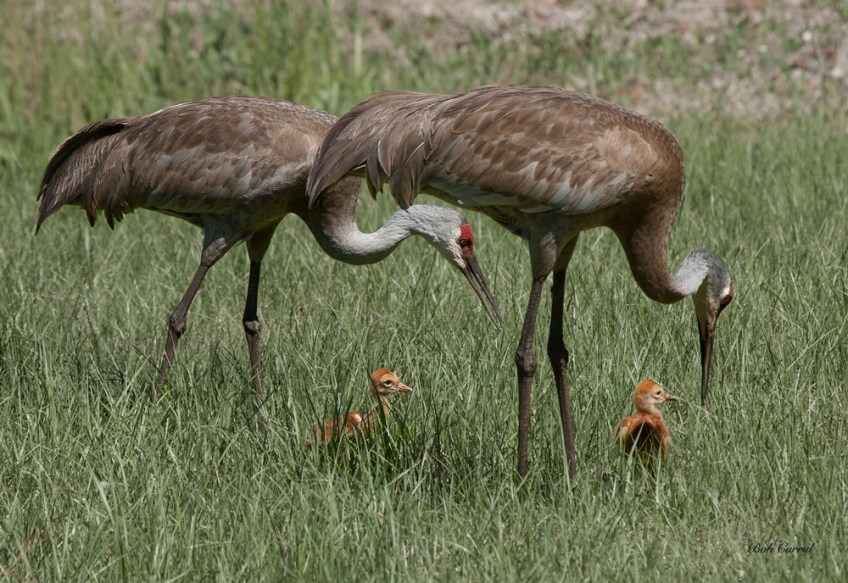 photo of Sandhill Crane Family in high grass