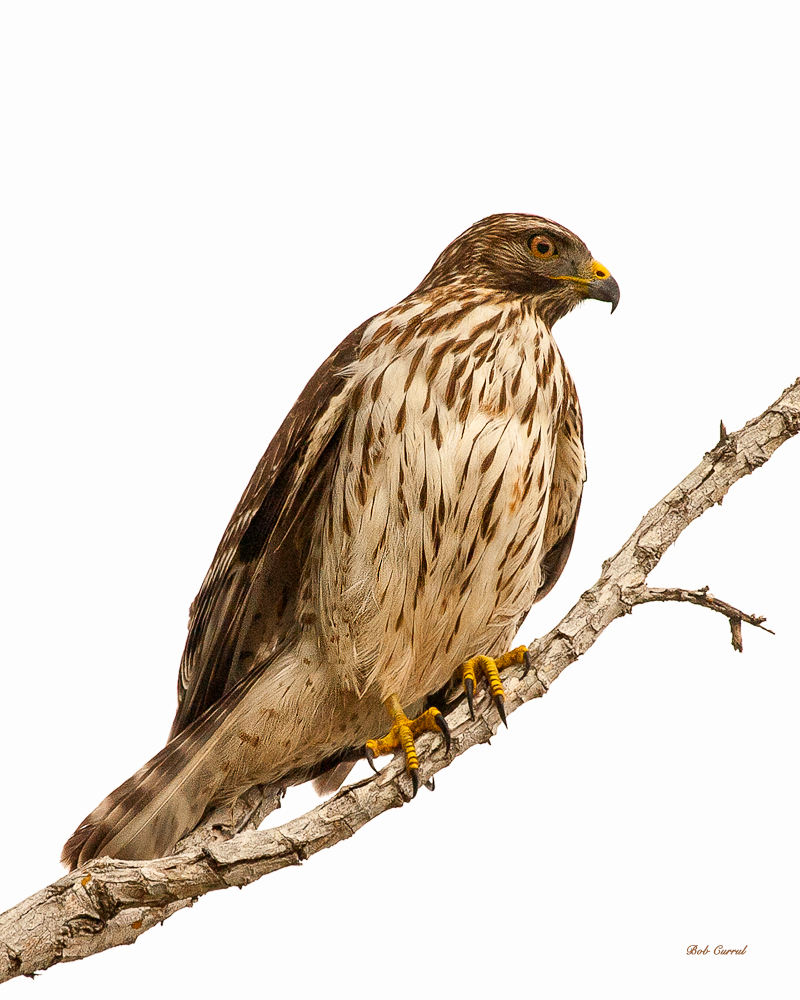 photo of Red Tailed Hawk taken in Everglades National Park