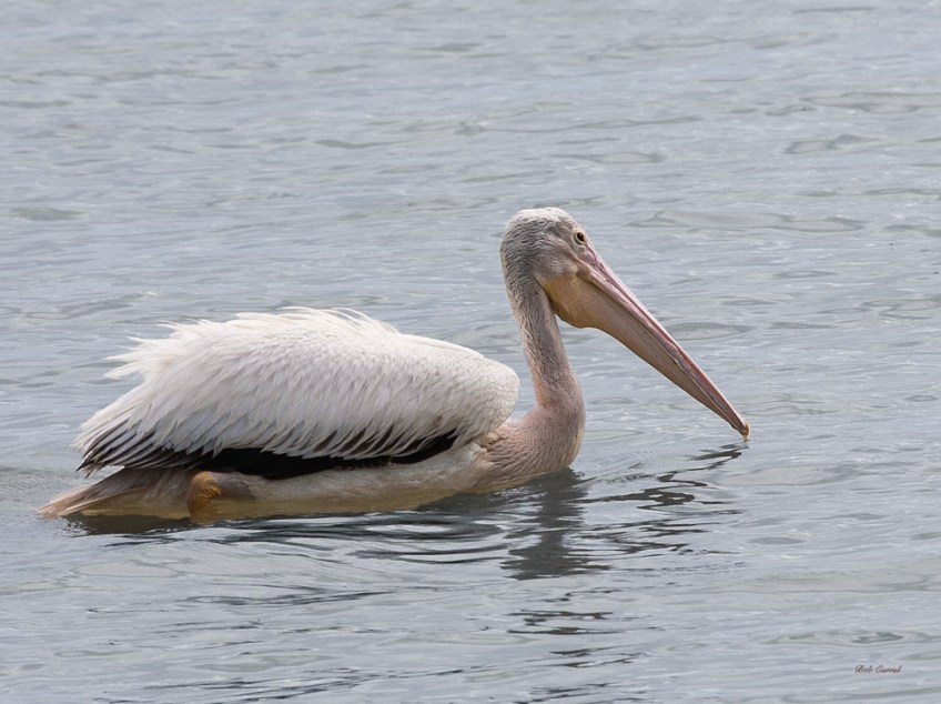 photo of White Pelican taken in Everglades National Park