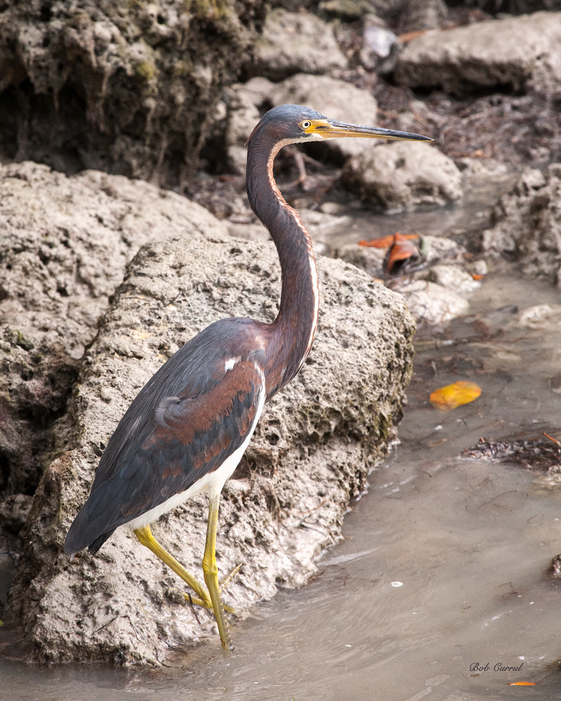 photo of Tricolor Heron taken in Everglades National Park