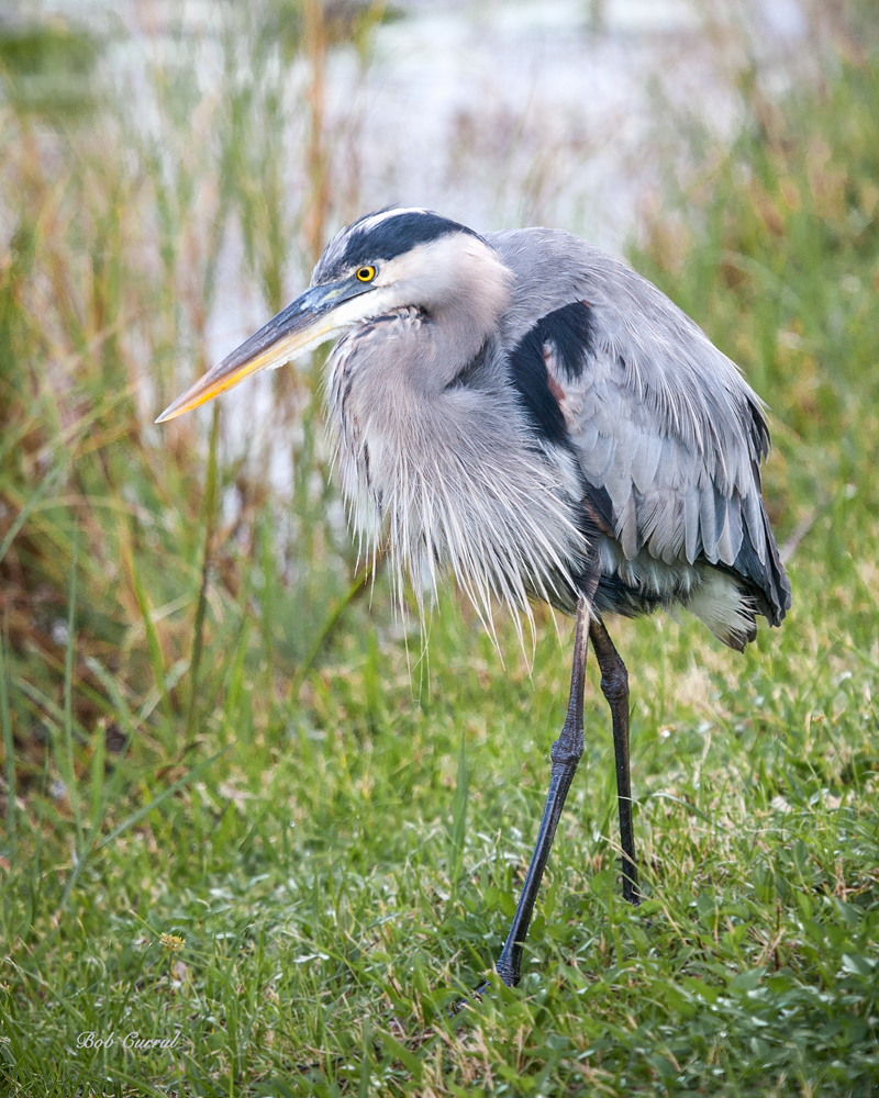 photo of Great Blue Heron taken in Everglades National Park