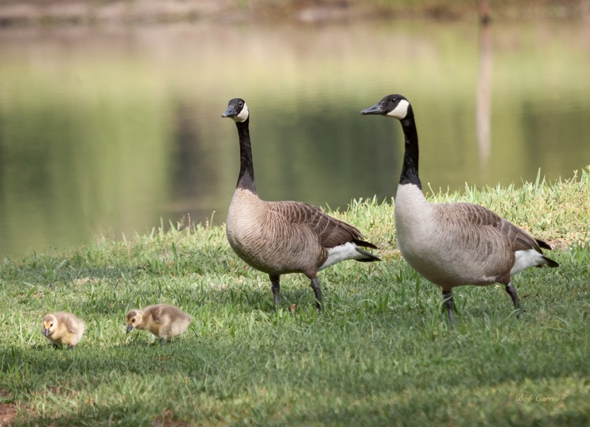 photo of Canadien Geese with chicks taken in Hollister, Florida