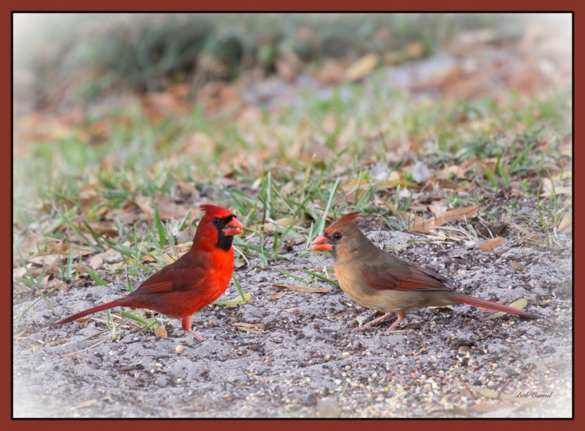 photo of Cardinals taken in lake Como, Florida