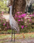 photo of Sandhill Crane and chick by Azaleas