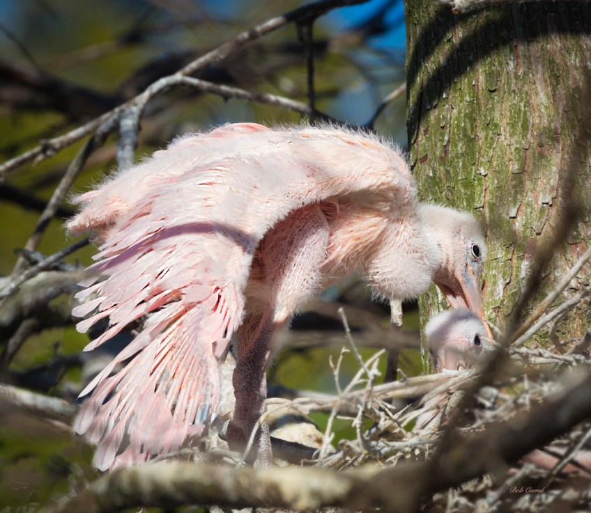 photo of Roseate Spoonbill chicks in nest taken at the Alligator farm, St Augustine, Florida