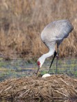 photo of Sandhill Crane with egg