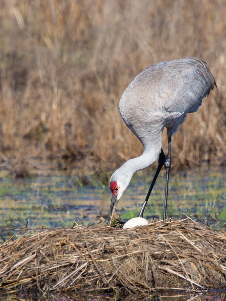 photo of Sandhill Crane with egg