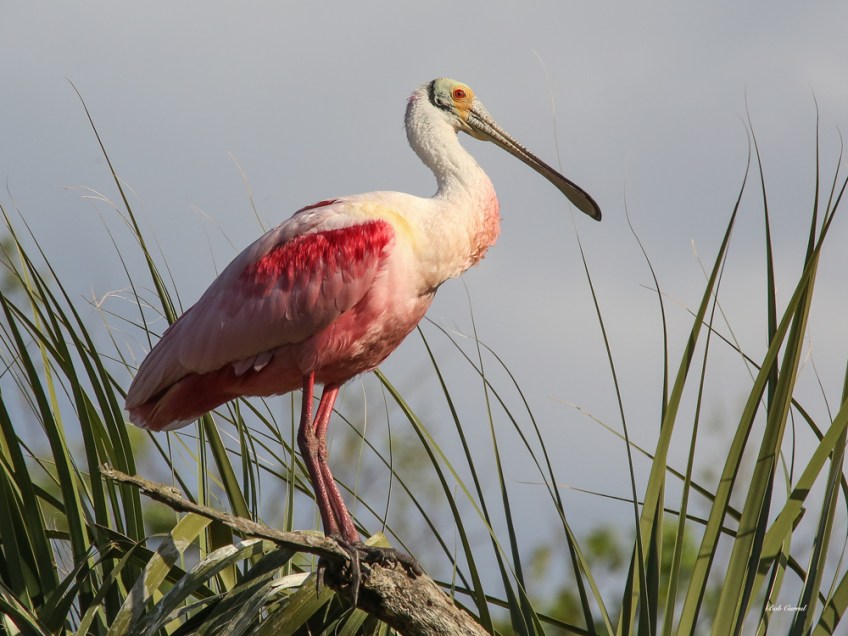 photo of Roseate Spoonbill taken at the Alligator Farm, St Augustine, Florida