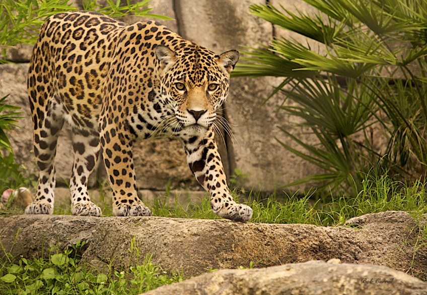 photo of Jaguar