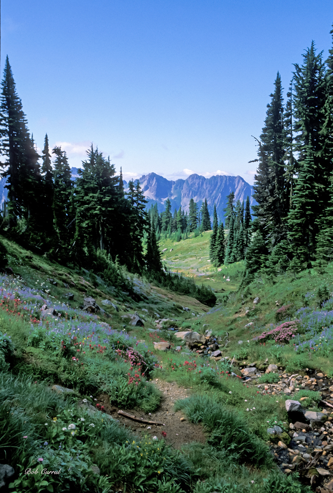 photo taken in Mount Rainier National Park