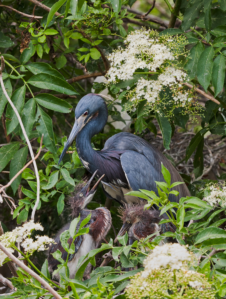 photo of Tricolor Heron and Chicks taken at the Alligator, Farm St Augustine, FL