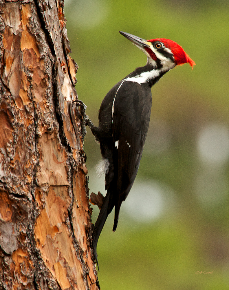 photo of pileated Woodpecker taken in Lake Como, Florida